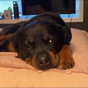 Meet your Posher, Emma